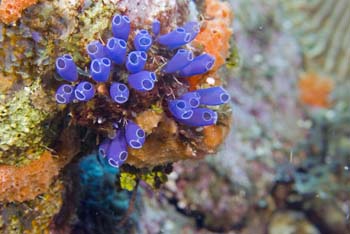 bluebell_tunicates