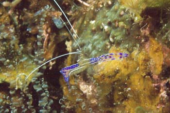 commensal_shrimp