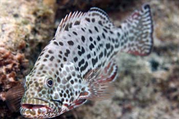 grouper