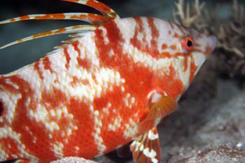 hogfish_juvie2