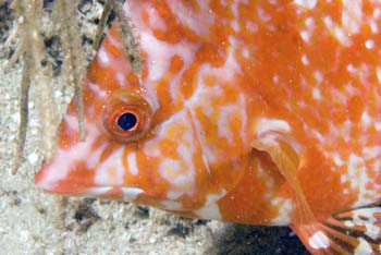 hogfish_juvie3