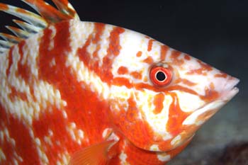 hogfish_juvie4