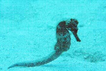 longshout_seahorse3