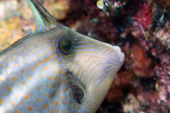 orangespotted_filefish