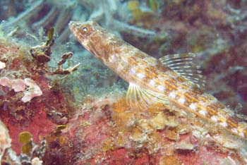 sand_diver_lizardfish