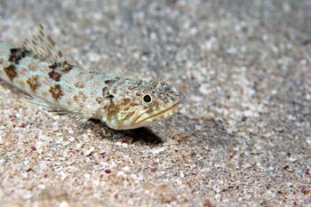 sand_diver_lizardfish2