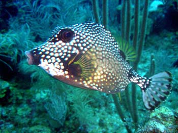 smooth_trunkfish_adult