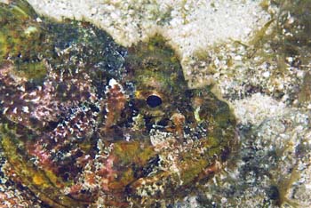 spotted_scorpionfish2