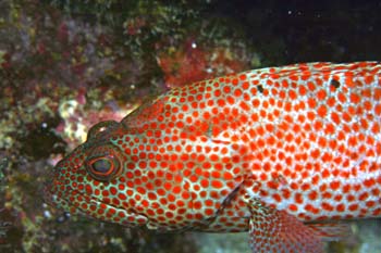 tiger_grouper1