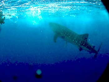 whaleshark2_ted