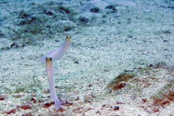 yellowhead_jawfish