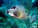 smooth_trunkfish_adult