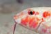 spotted_goatfish2