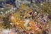 spotted_scorpionfish1